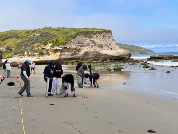 MSA students do sandy beach biodiversity monitoring on Beacher's Bay at Santa Rosa Island